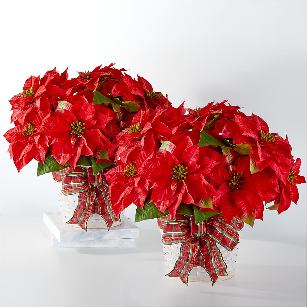 Happiest Holidays Poinsettia Bundle – Cb Florist, Canton MI