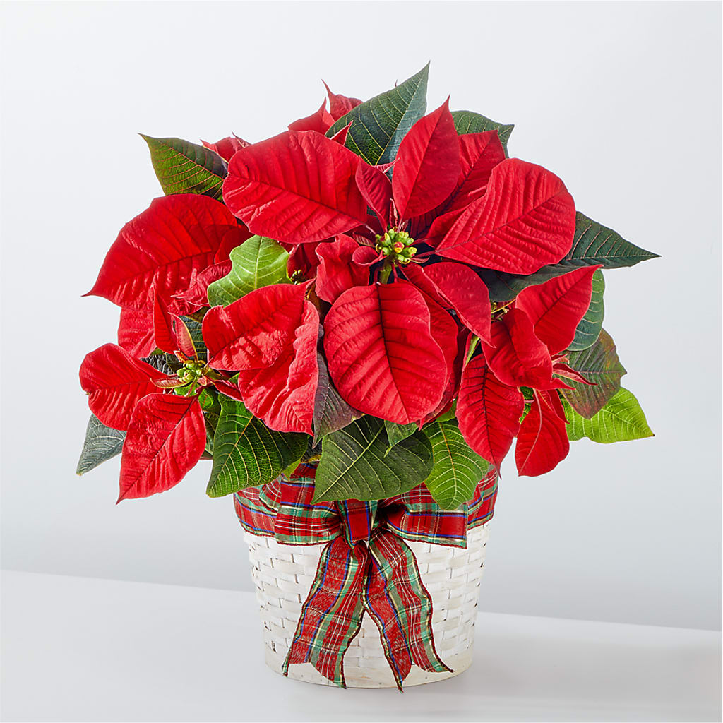 Happiest Holidays Poinsettia – Cb Florist, Canton MI