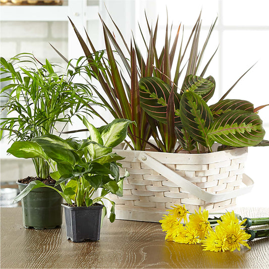 Florist Designed Blooming and Green Plants in a Basket –  Cb Florist, Canton MI