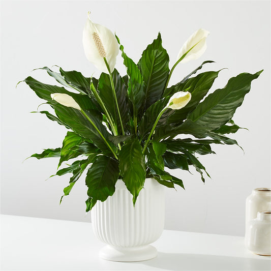Comfort Planter –  Cb Florist, Canton MI